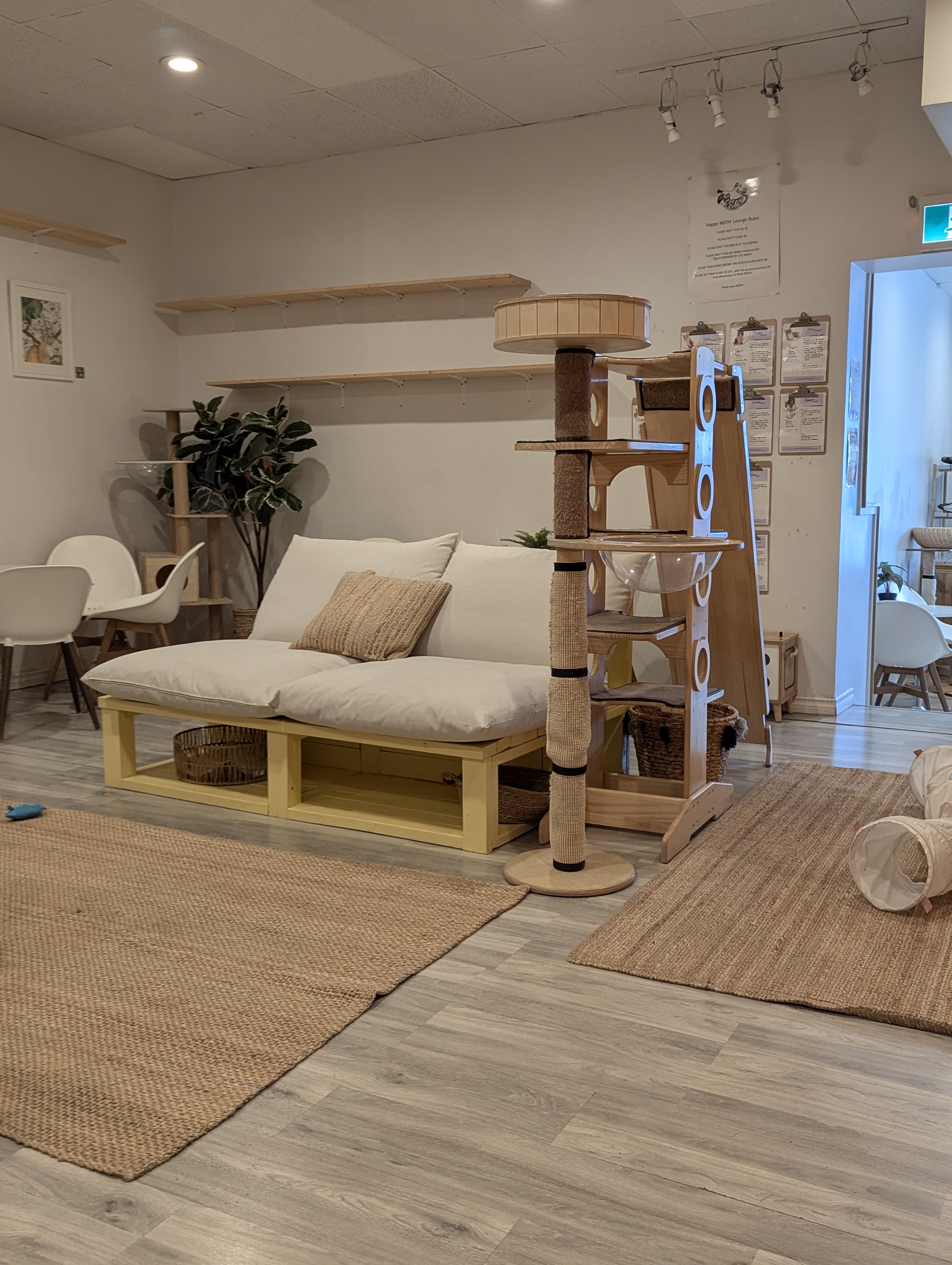 Birthday Trip to Canada, Cat Cafe, Edmonton